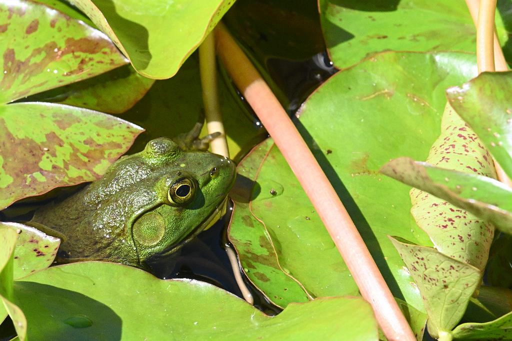 2025-08270172 Tower Hill Botanic Garden, MA.JPG - Bull frog. New England Botanic Garden at Tower Hill, MA, 8-27-2025